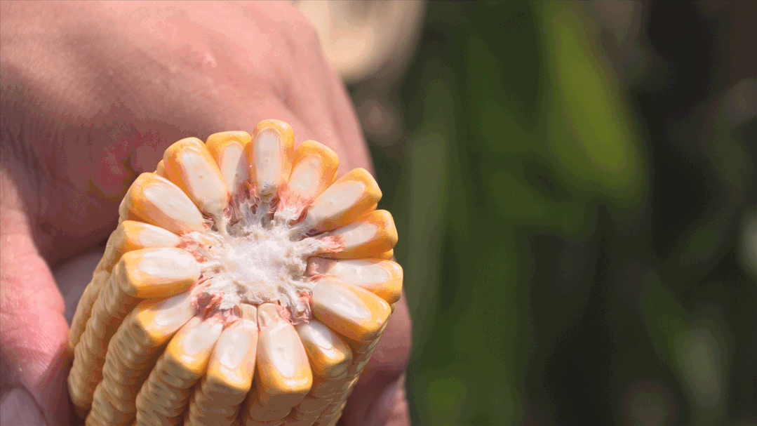 1634202666932853.gif 104.gif